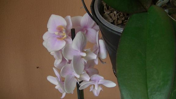 PIC_0436.JPG