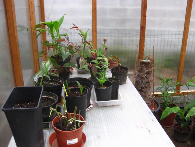 eerste plantjes in de serre .JPG