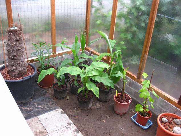 eerste plantjes in de serre (2).JPG