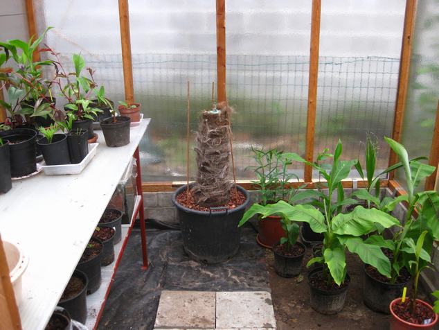 eerste plantjes in de serre (3).JPG