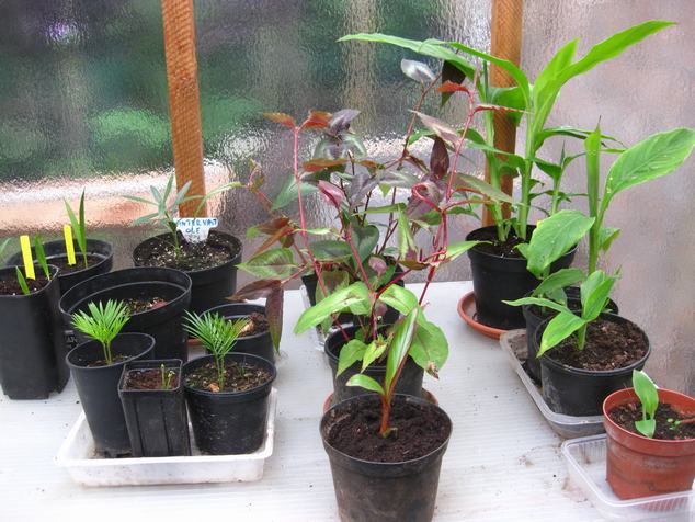 eerste plantjes in de serre (4).JPG
