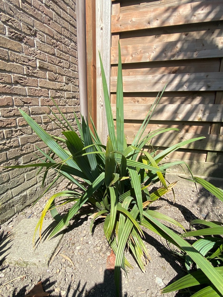 Sabal_Louisiana.jpg