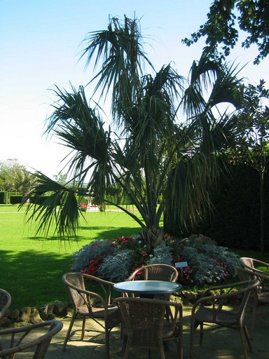 Sabal_Palmetto.JPG