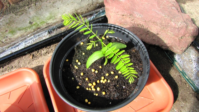 flamboyant buiten kl.jpg