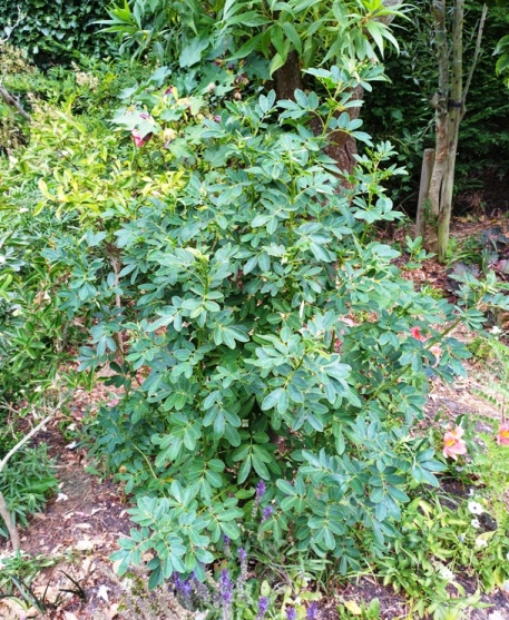 Bicapsularis buiten.jpg
