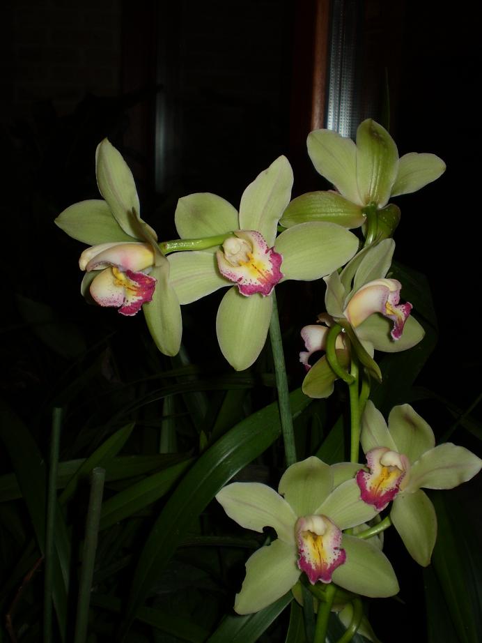 cymbidium geelgroen grootbloemig.JPG