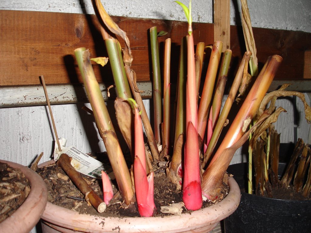 tuin 344_1024x768.jpg