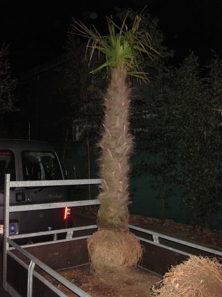 trachy 28-03-2011.JPG