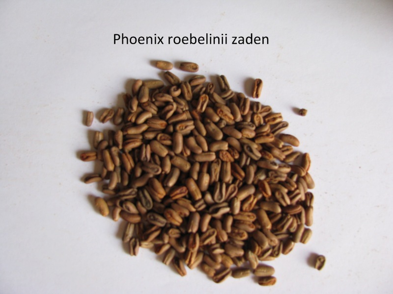 phoenix roebelinii zaden.JPG