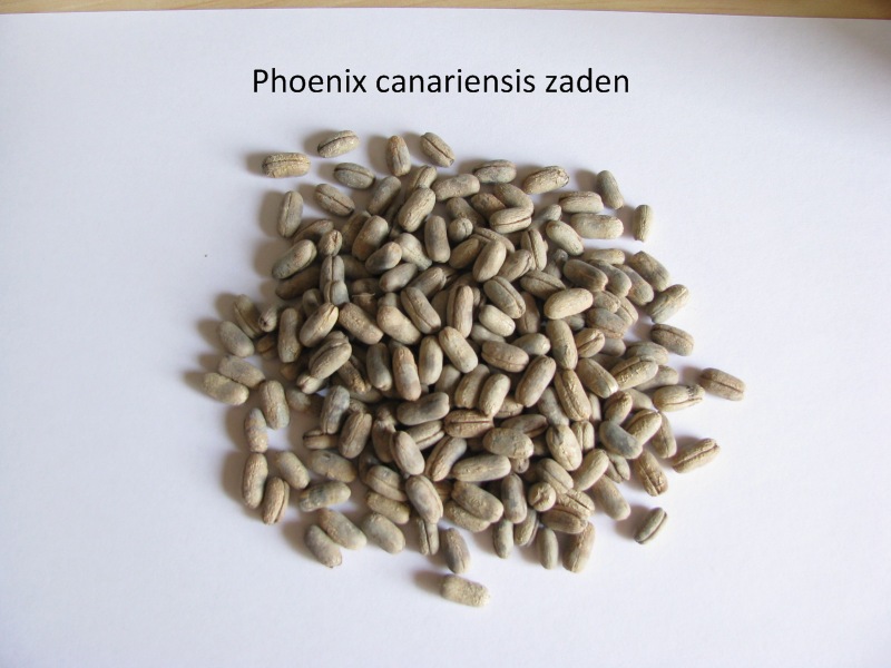 phoenix canariensis zaden.JPG