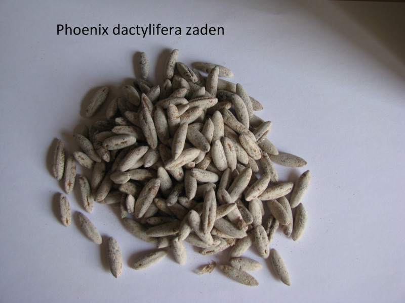 phoenix dactylifera zaden.JPG